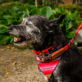 Inca Orange Dog Bandana by Hiro and Wolf